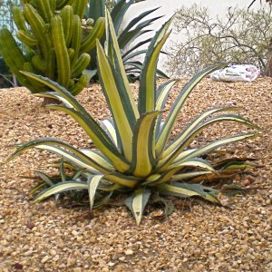 Agáve ( Agave americana) ´VARIEGATA´ - výška 25-35 cm, ⌀ 30-40 cm, kont. C6L